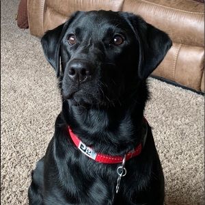 Meet your Posher, Kelly